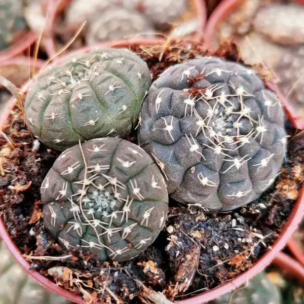 Gymnocalycium ragonesei - immagine 2