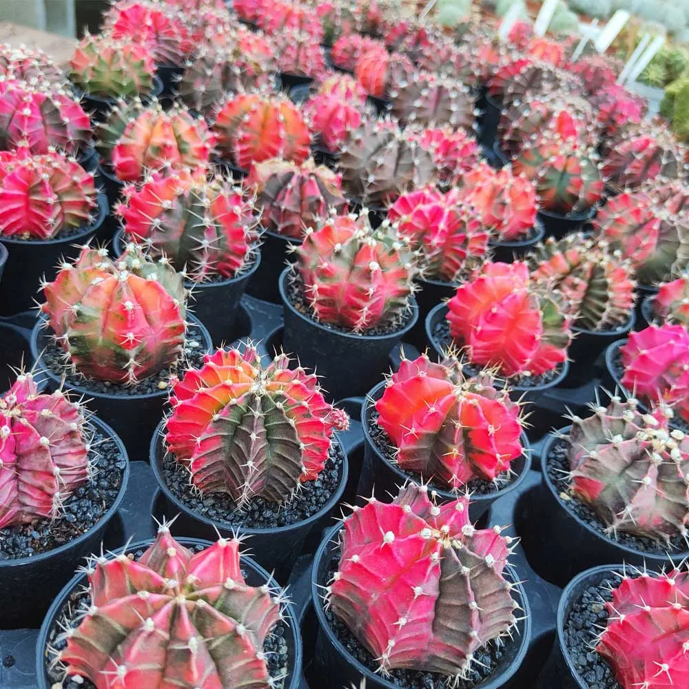 Gymnocalycium friedrichii variegato