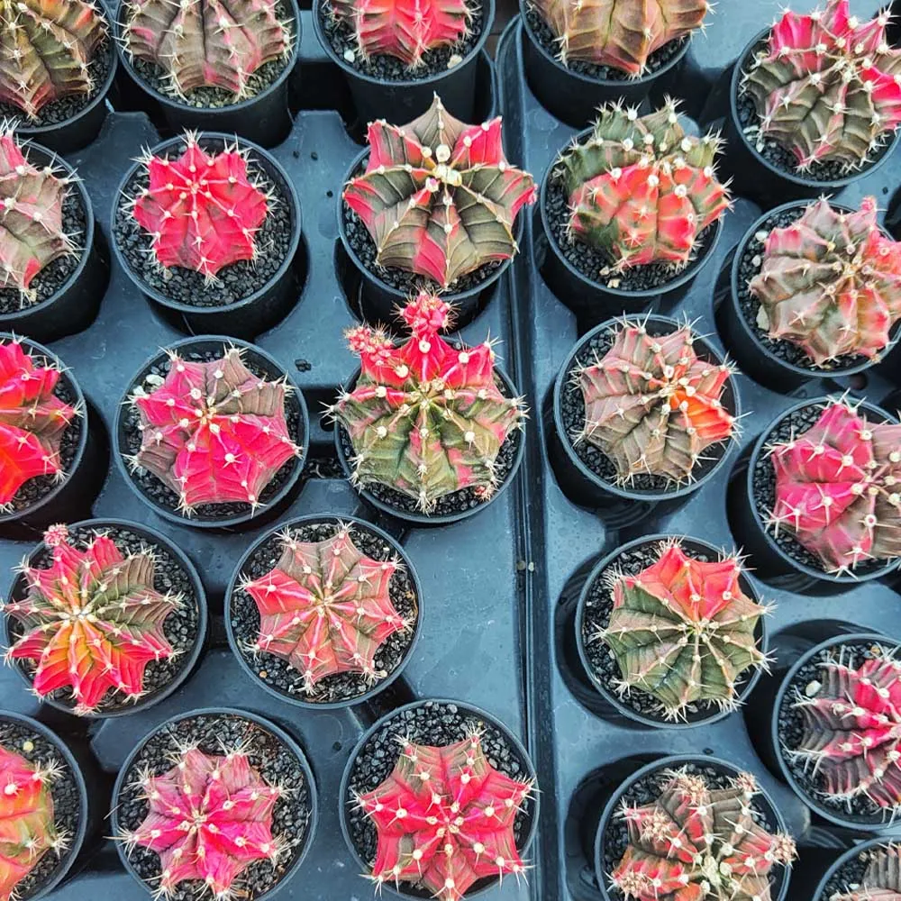 Gymnocalycium friedrichii variegato - immagine 2