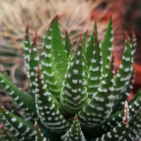 Haworthia attenuata - immagine 3