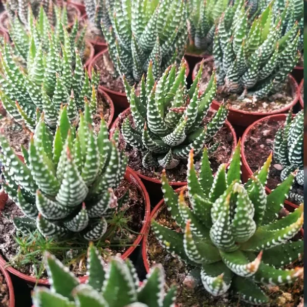 Haworthia attenuata - immagine 2
