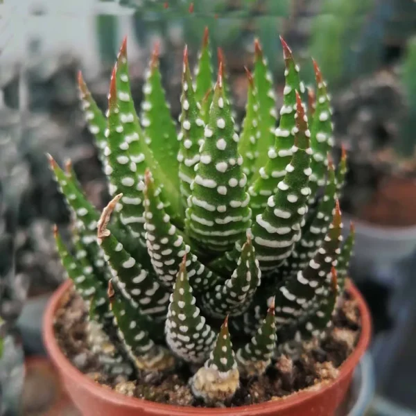 Haworthia attenuata