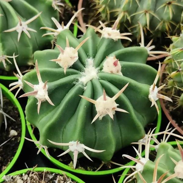 Echinocactus texensis (Homalocephala texensis ) - immagine 2