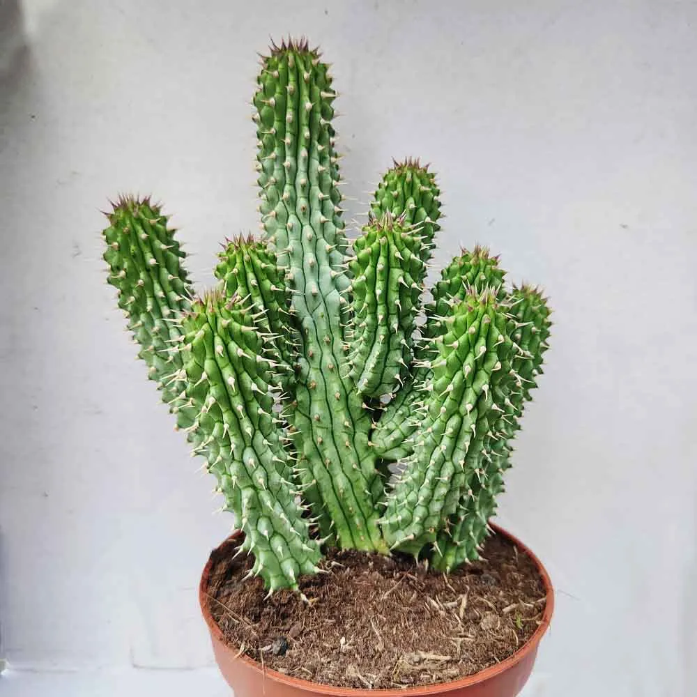 Hoodia Gordonii - immagine 2