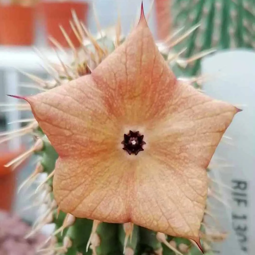 Hoodia Gordonii