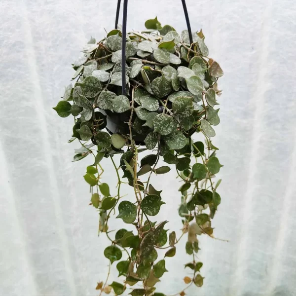 Hoya Curtisii - immagine 2