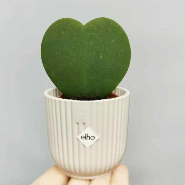 Hoya Kerrii