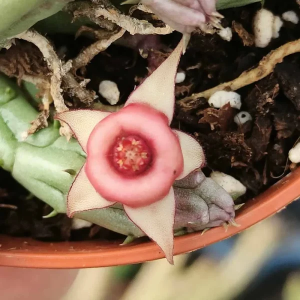 Huernia erinacea