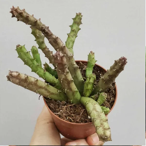 Huernia erinacea - immagine 2