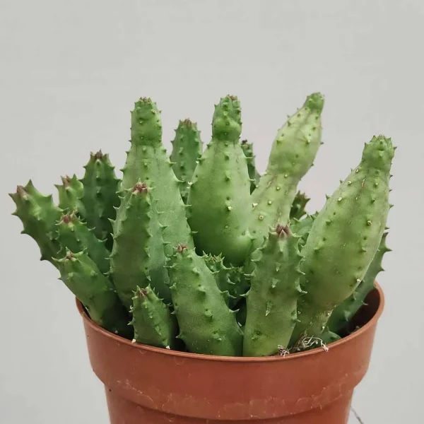 Huernia keniensis - immagine 2