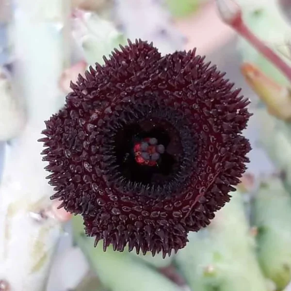 Huernia Pendurata
