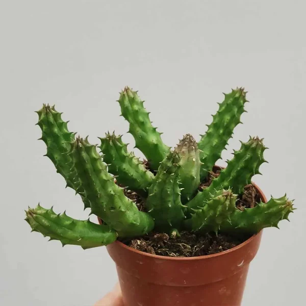 huernia schneideriana - immagine 2