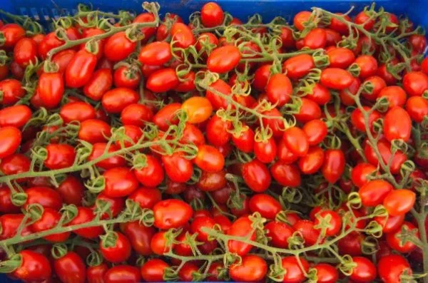Pomodori datterini rossi (500g) GM