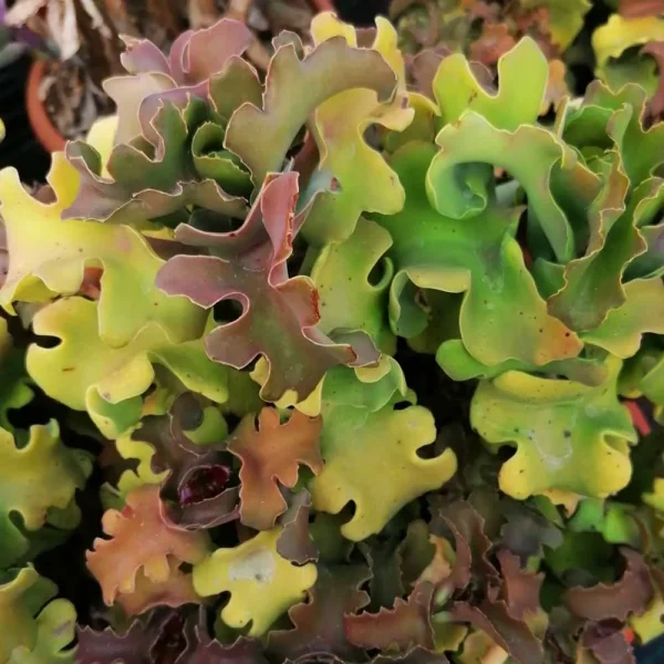 Kalanchoe beharensis f. nuda cv nana (twisted plant)