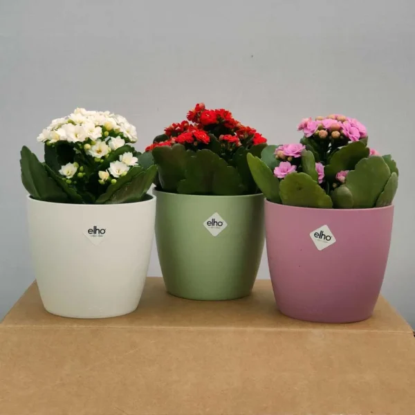 Kalanchoe blossfeldiana “Calandiva” mix