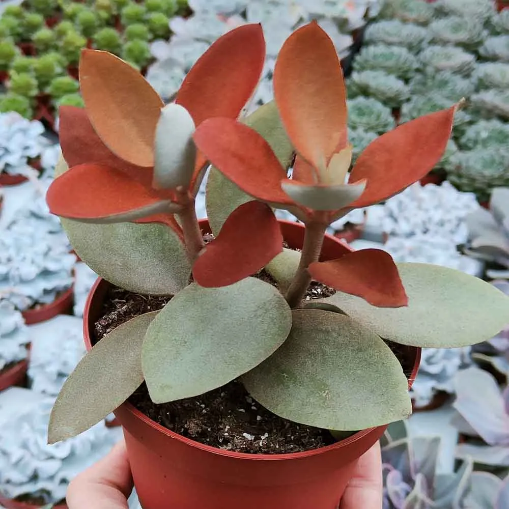 Kalanchoe orgyalis - immagine 2