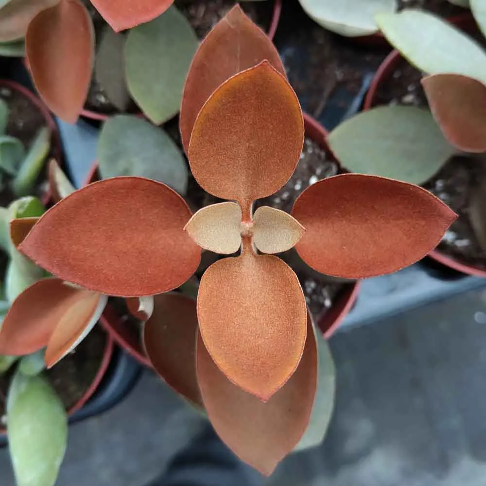 Kalanchoe orgyalis