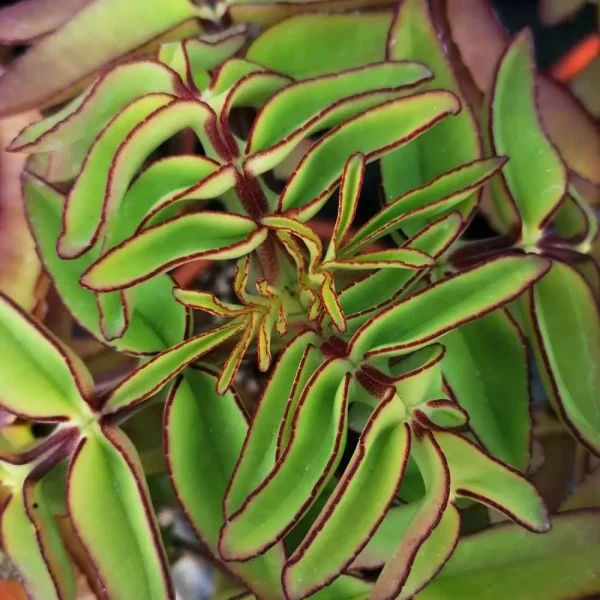 Kalanchoe prolifera