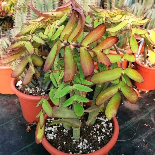 Kalanchoe prolifera - immagine 2