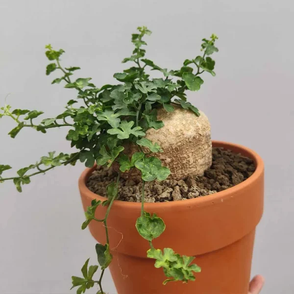 Kedrostis africana