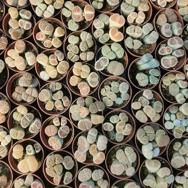 Lithops