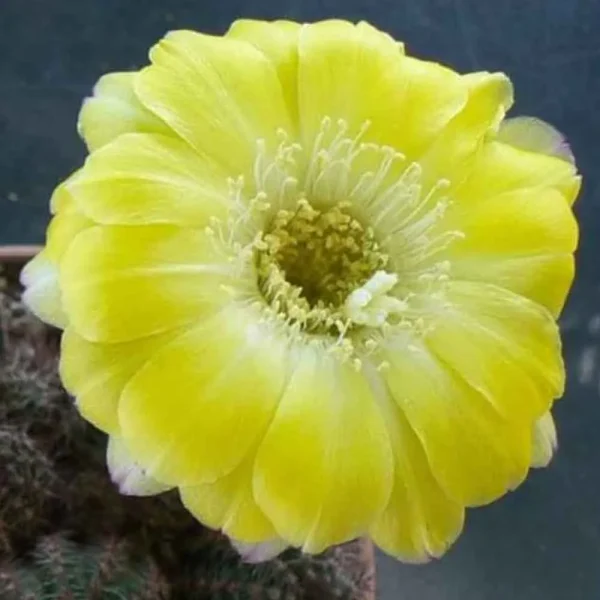 Lobivia aurea v. shaferi