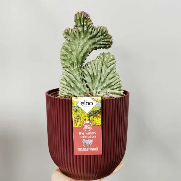 Lophocereus schottii crestato grande - immagine 2