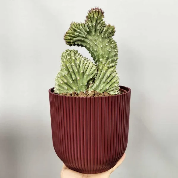 Lophocereus schottii crestato grande