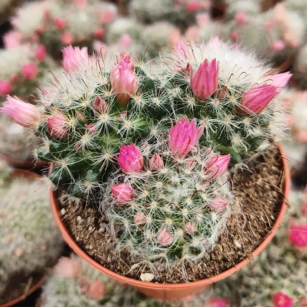 Mammillaria bocasana multilanata - immagine 3