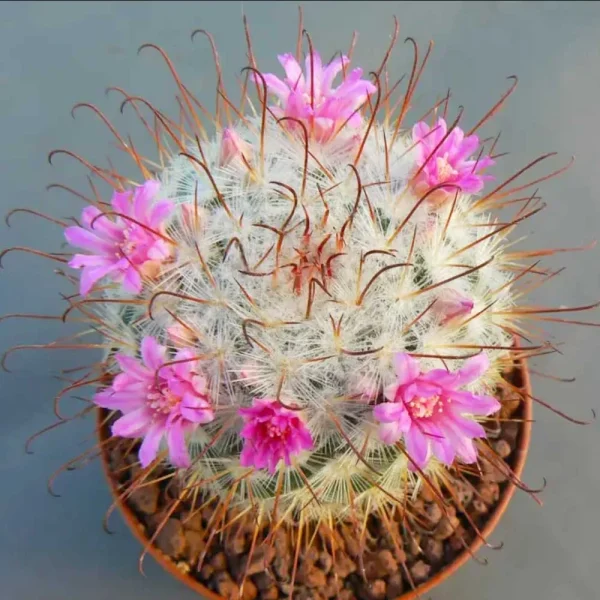 Mammillaria bombycina