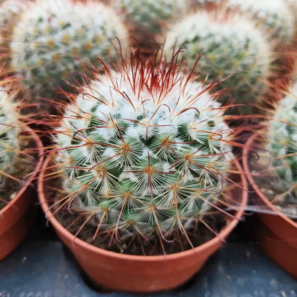 Mammillaria bombycina - immagine 2