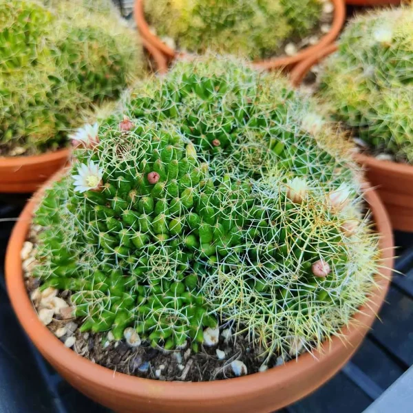 Mammillaria camptotricha