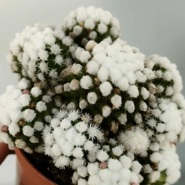 Mammillaria gracilis cv oruga blanca