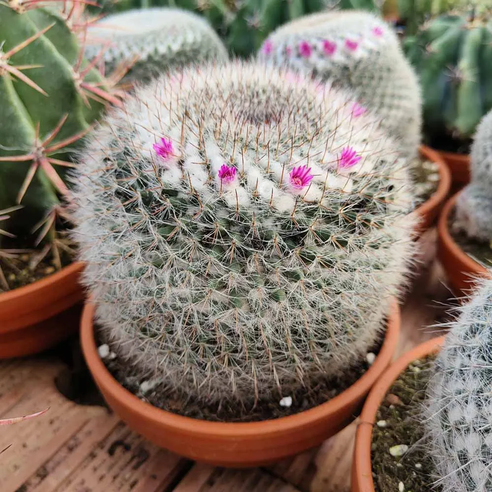 Mammillaria hahniana
