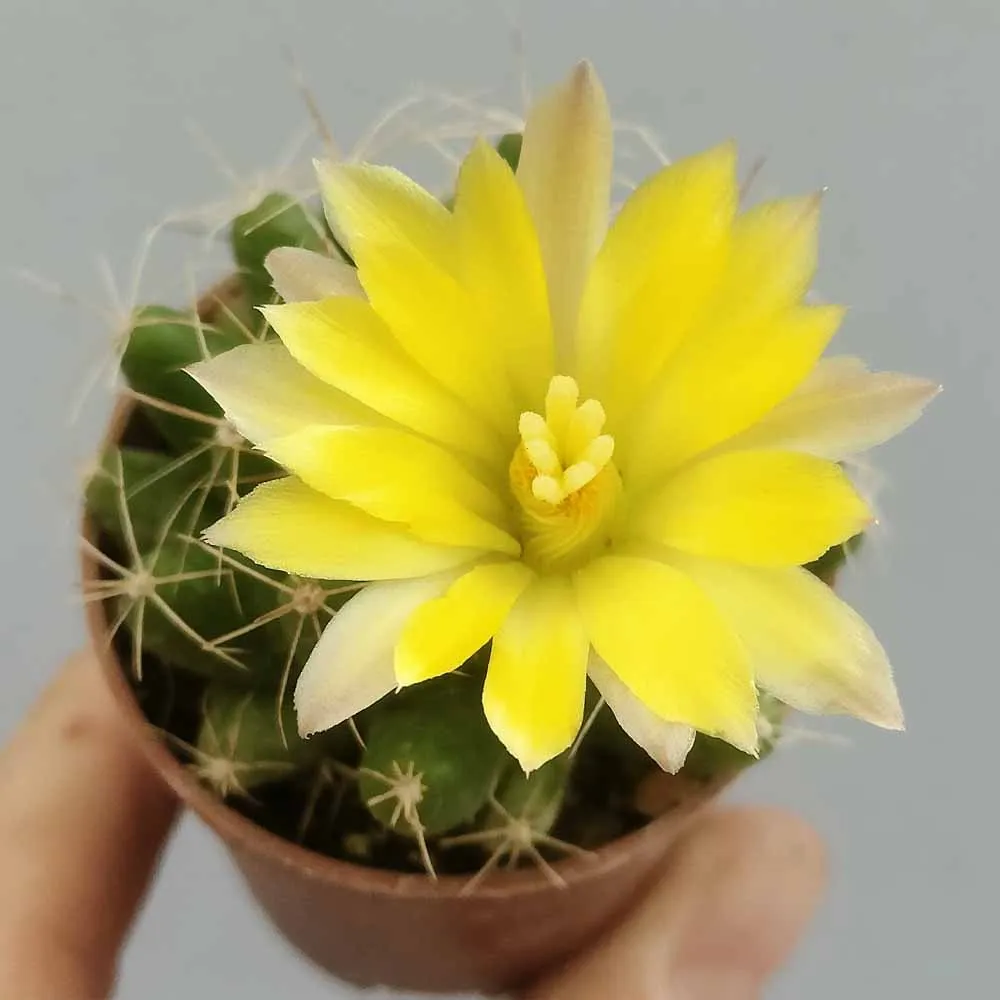 Mammillaria longimamma (dolichothele)