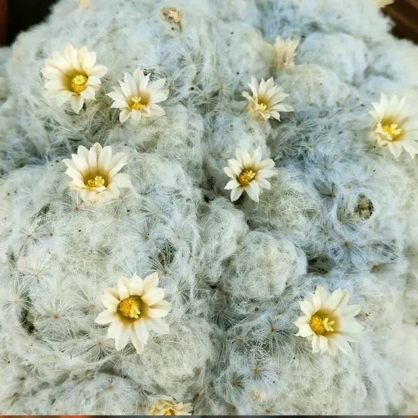 Mammillaria plumosa - immagine 2