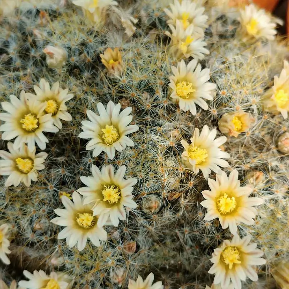 Mammillaria prolifera - immagine 2