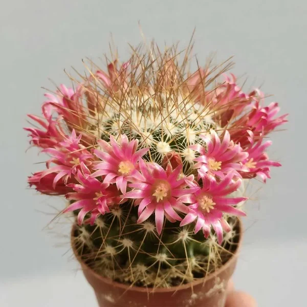 Mammillaria rekoi