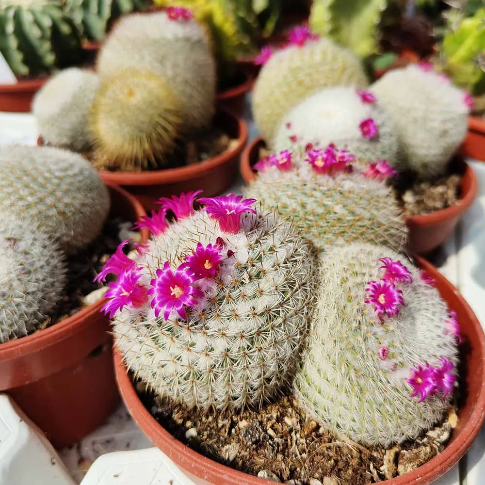 Mammillaria klissingiana - immagine 3