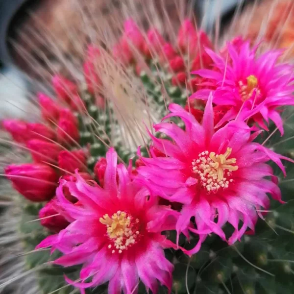 Mammillaria spinosissima cv ‘un pico’