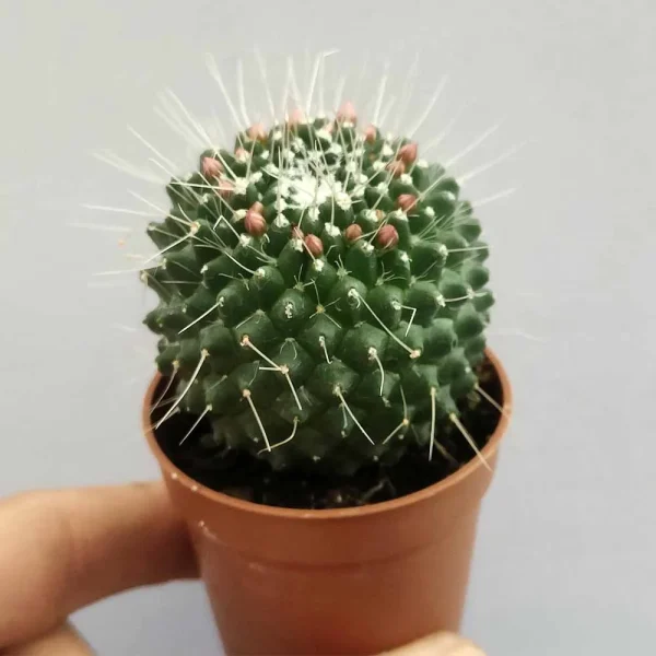 Mammillaria spinosissima cv ‘un pico’ - immagine 2
