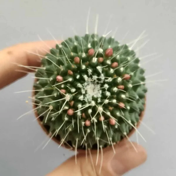 Mammillaria spinosissima cv ‘un pico’ - immagine 3