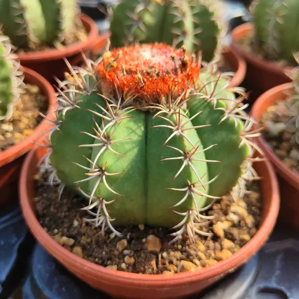 Melocactus matanzanus