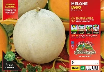Melone LISCIO “Iago”