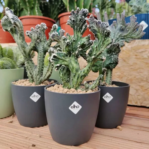 Monvillea spegazzinii crestata