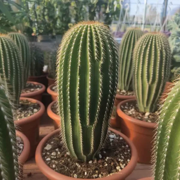 Neobuxbaumia polylopha (Golden Saguaro)
