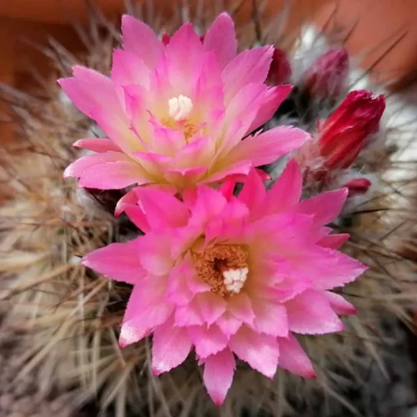 Neoporteria villosa