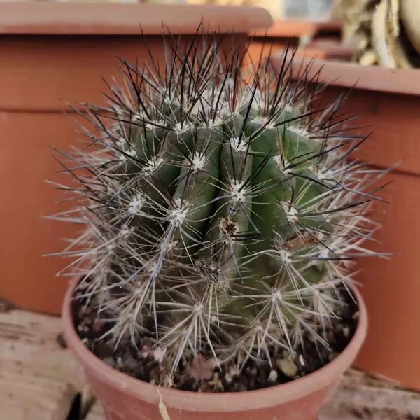 Neoporteria villosa - immagine 2