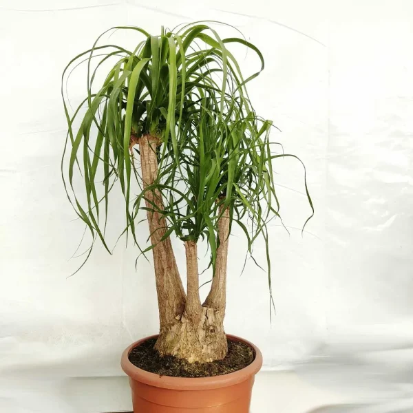 Beaucarnea recurvata (pianta mangiafumo/nolina) esemplare