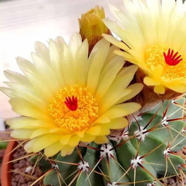 Notocactus buiningii
